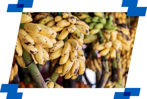 De onde vem o que eu como: banana tem família e até coração, Agro de gente  pra gente