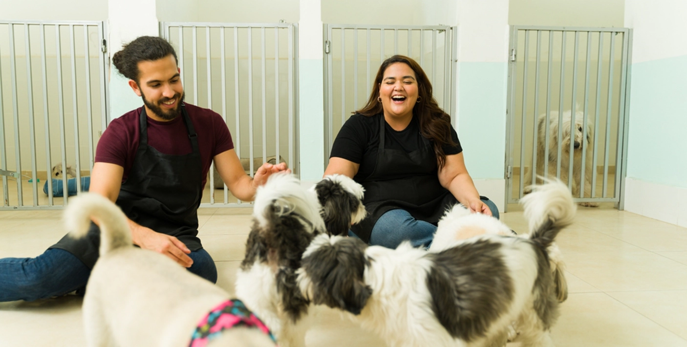 Como montar um hotel para animais domésticos - Sebrae