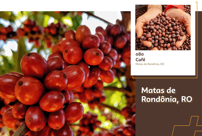 Café conilon e robusta: as 2 variedades do Coffea canephora
